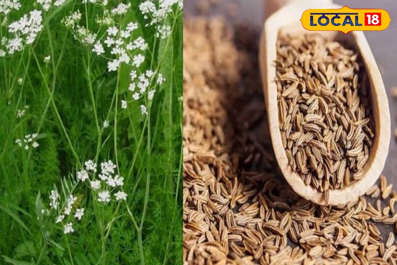 एक्सपर्ट के मुताबिक शुष्क और गर्म मौसम में जीरे की अच्छी पैदावार की जा सकती है. इसकी खेती के लिए सामान्य पीएच मान की बलुई दोमट मिट्टी की जरूरत होती है. ज्यादातर किसान इसे रबी की फसल के साथ में भी बोते हैं. जीरे की फसल के लिए 25 से 30 डिग्री तापमान उपयुक्त माना जाता है. 10 डिग्री सेल्सियस के कम तापमान पर पौधे पर इसका विपरीत प्रभाव पड़ने लगता है. एक्सपर्ट के मुताबिक शुष्क और गर्म मौसम में जीरे की अच्छी पैदावार की जा सकती है. इसकी खेती के लिए सामान्य पीएच मान की बलुई दोमट मिट्टी की जरूरत होती है. ज्यादातर किसान इसे रबी की फसल के साथ में भी बोते हैं. जीरे की फसल के लिए 25 से 30 डिग्री तापमान उपयुक्त माना जाता है. 10 डिग्री सेल्सियस के कम तापमान पर पौधे पर इसका विपरीत प्रभाव पड़ने लगता है.