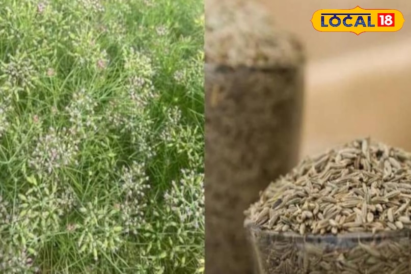 अच्छी खेती के लिए किसान भाइयों को खरपतवार, कीट और रोगों से बचाना चाहिए. इसके लिए फसल पर नियमित निगरानी रखनी होगी. वहीं, शुरुआती लक्षण में भी किसान भाई अहम कदम उठा सकते हैं. वहीं, नियमित अंतराल पर खरपतवारों का नियंत्रण जरूरी है. अच्छी खेती के लिए किसान भाइयों को खरपतवार, कीट और रोगों से बचाना चाहिए. इसके लिए फसल पर नियमित निगरानी रखनी होगी. वहीं, शुरुआती लक्षण में भी किसान भाई अहम कदम उठा सकते हैं. वहीं, नियमित अंतराल पर खरपतवारों का नियंत्रण जरूरी है.