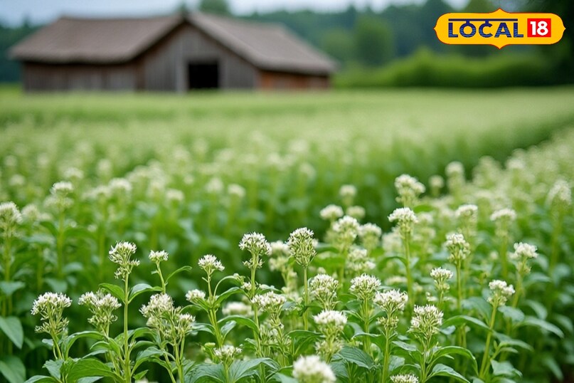 इसके बाद 4 किलो बीज प्रति एकड़ के हिसाब से लेकर 4 ग्राम कार्बेन्डाजिम नामक दवा से प्रति किलो बीज को उपचारित करके बुवाई करनी चाहिए. कतारों में बुवाई सीड ड्रिल से आसानी से की जा सकती है. जीरे की खेती के लिए साधारण शुष्क एवं ठंडी जलवायु की आवश्यकता होती है. सर्दियों में बोई जाने वाली फसल गर्मी आते आते पकने और कटने के लायक हो जाती है. इसके बाद 4 किलो बीज प्रति एकड़ के हिसाब से लेकर 4 ग्राम कार्बेन्डाजिम नामक दवा से प्रति किलो बीज को उपचारित करके बुवाई करनी चाहिए. कतारों में बुवाई सीड ड्रिल से आसानी से की जा सकती है. जीरे की खेती के लिए साधारण शुष्क एवं ठंडी जलवायु की आवश्यकता होती है. सर्दियों में बोई जाने वाली फसल गर्मी आते आते पकने और कटने के लायक हो जाती है.