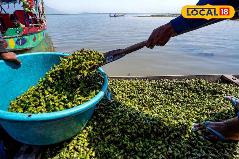 सिंघाड़ा खेती कैसे करें, local18, khargone letest news, Madhya Pradesh hindi news, agriculture tips