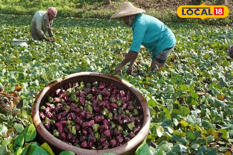 सिंघाड़ा खेती कैसे करें, local18, khargone letest news, Madhya Pradesh hindi news, agriculture tips