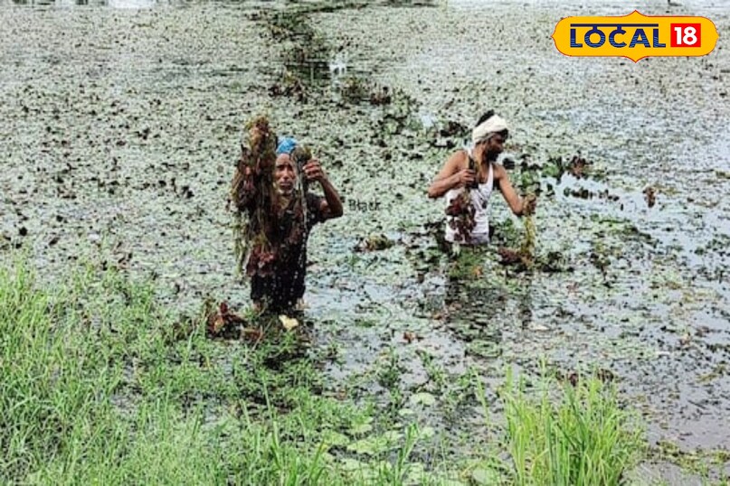 सिंघाड़ा खेती कैसे करें, local18, khargone letest news, Madhya Pradesh hindi news, agriculture tips