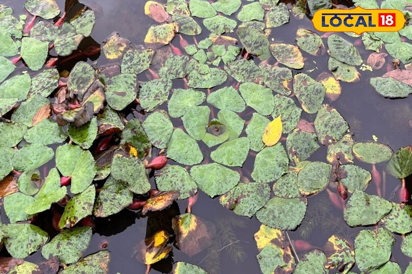 सिंघाड़ा खेती कैसे करें, local18, khargone letest news, Madhya Pradesh hindi news, agriculture tips