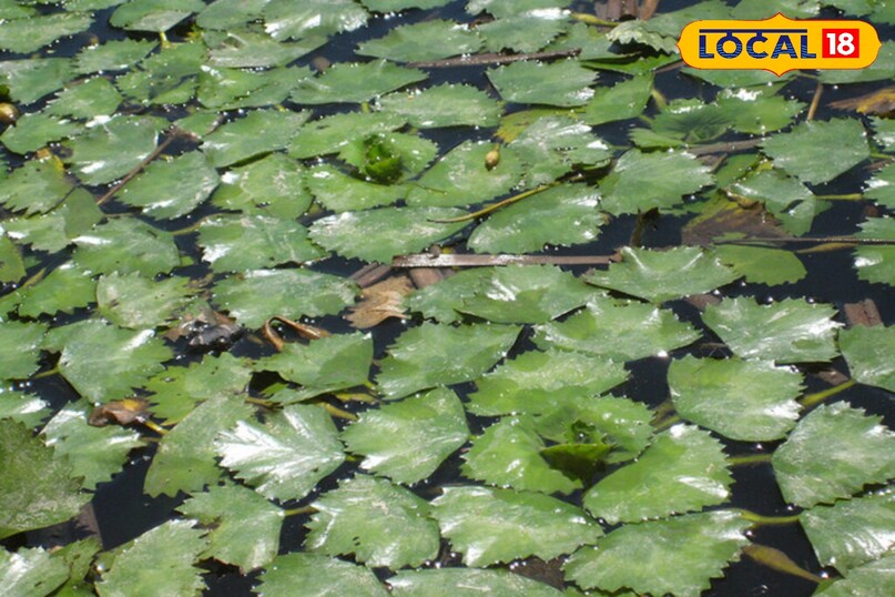 सिंघाड़ा खेती कैसे करें, local18, khargone letest news, Madhya Pradesh hindi news, agriculture tips