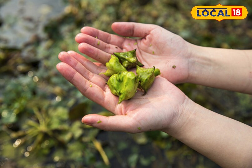 सिंघाड़ा खेती कैसे करें, local18, khargone letest news, Madhya Pradesh hindi news, agriculture tips