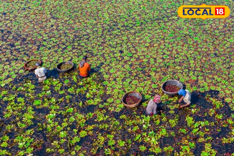 सिंघाड़ा खेती कैसे करें, local18, khargone letest news, Madhya Pradesh hindi news, agriculture tips