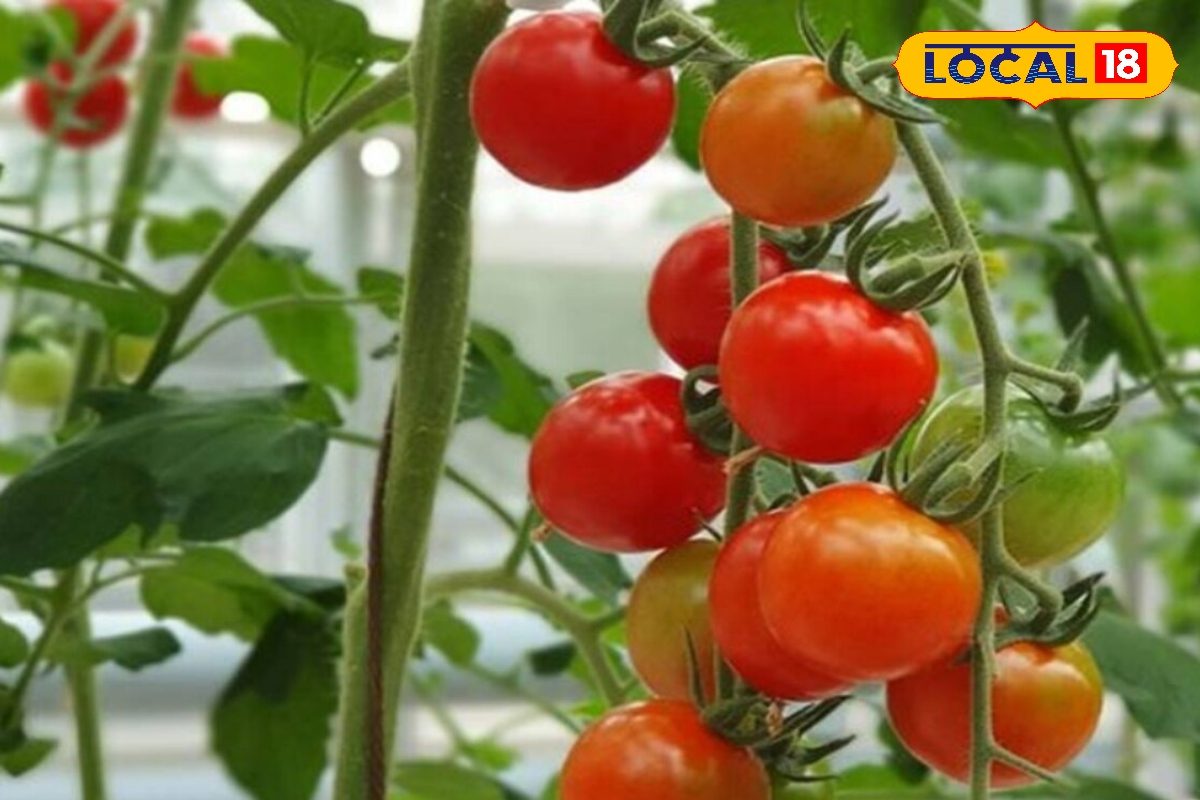 सोने जितना कीमती है टमाटर की ये प्रजाति, खेत में उगलता है सोना, जबरदस्त मुनाफा