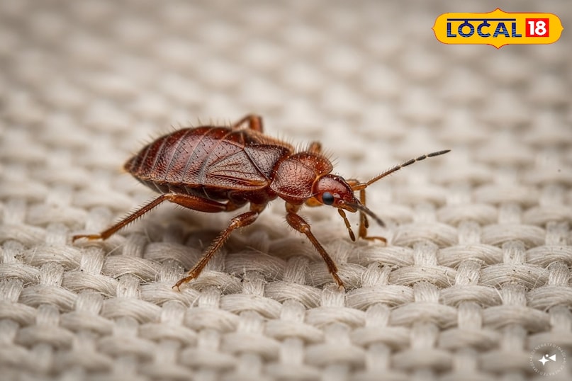 neem and pudina leaves are useful to get rid of khatmal or bed bugs ...