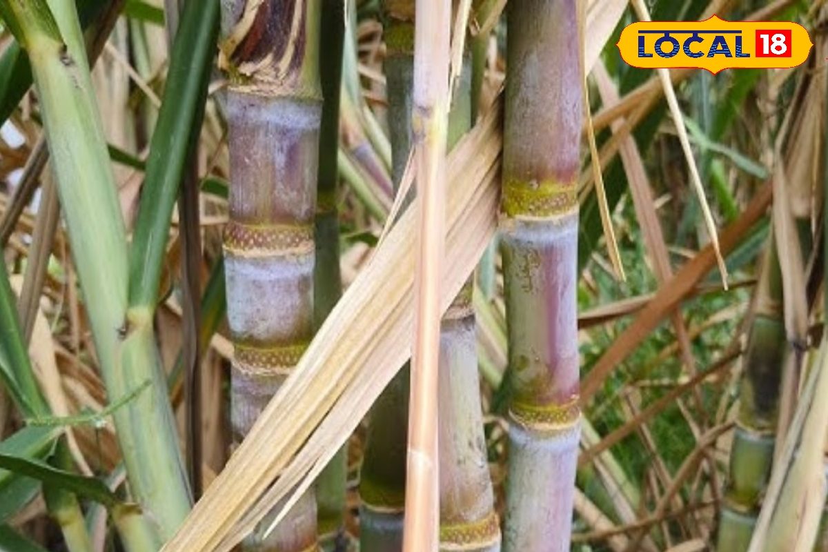 ये हैं गन्ने की बेस्ट वैरायटी, किसी में जूस तो किसी में 'चीनी' होती है ज्यादा