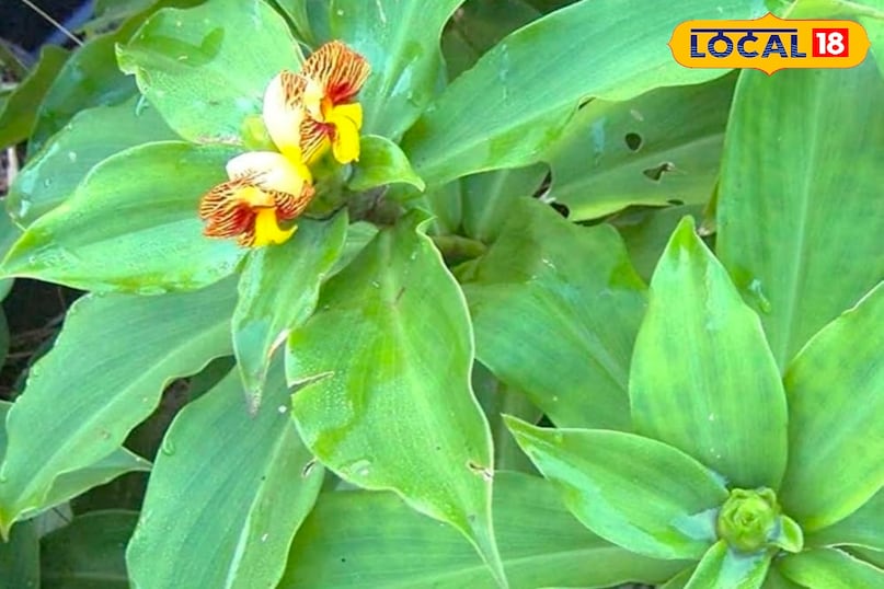 पत्ता  पत्ता