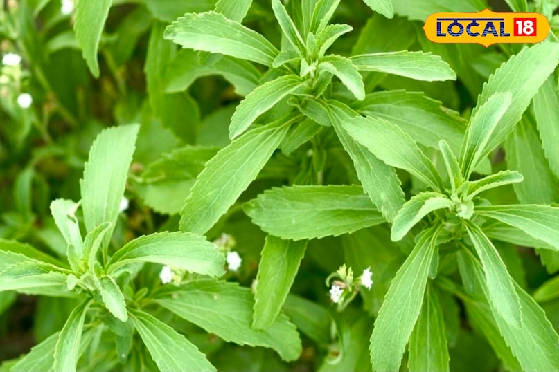 पत्ती  पत्ती