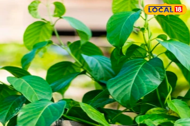 पत्तीयां  पत्तीयां