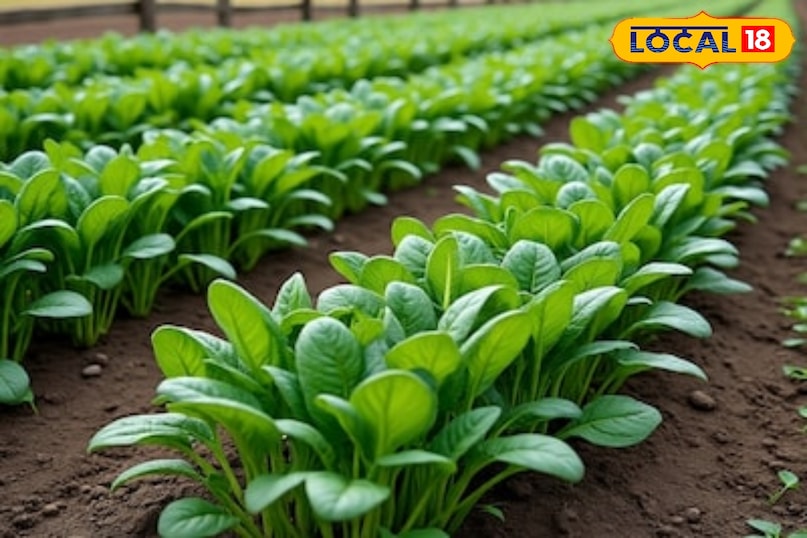 Gardening tips Gardening tips