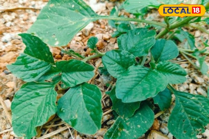 Gardening Tips Gardening Tips