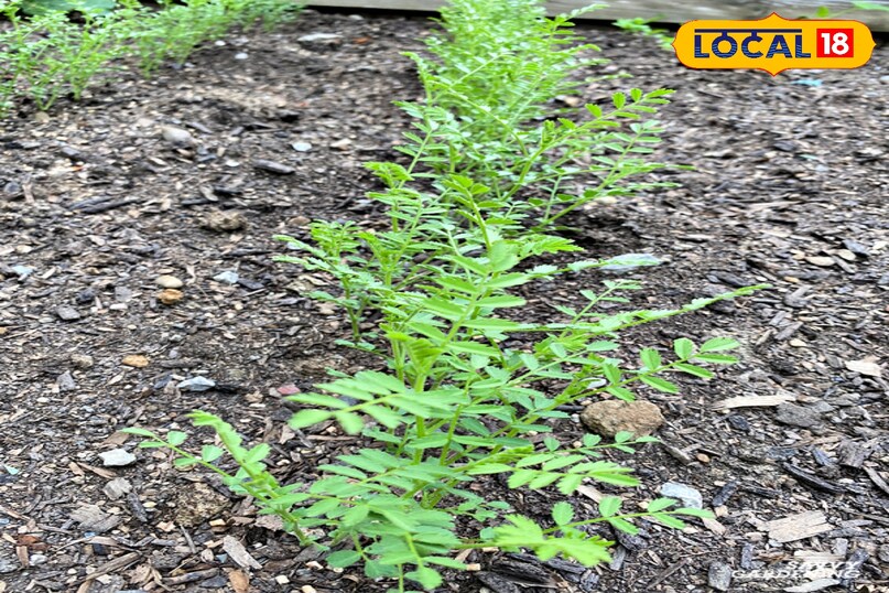 Gardening tips Gardening tips