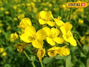 ये हैं सरसों की 5 सबसे दमदार किस्में, जो कम लागत में देंगी बंपर मुनाफा