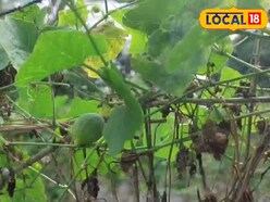 1 एकड़ में 70000 का खर्च, 12 महीने की फसल, 5 लाख तक का मुनाफा, ऐसे उगाएं कुंदरु