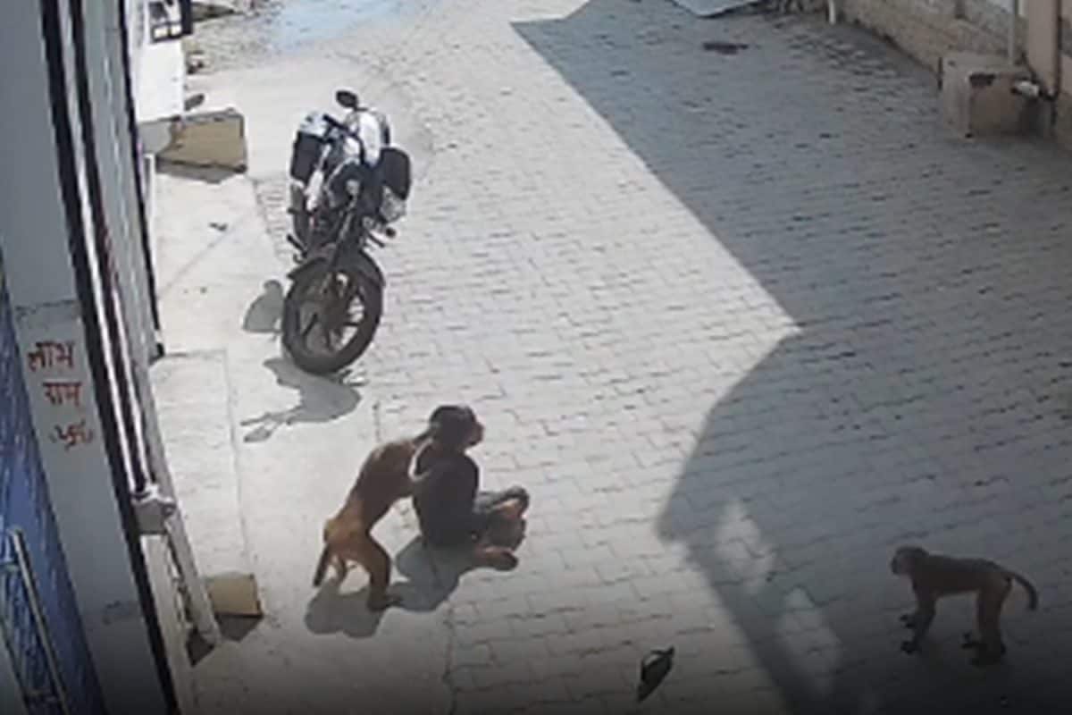 बंदरों के झुंड ने सात साल के बच्चे पर किया हमला भागा तो पीछे पड़ गए