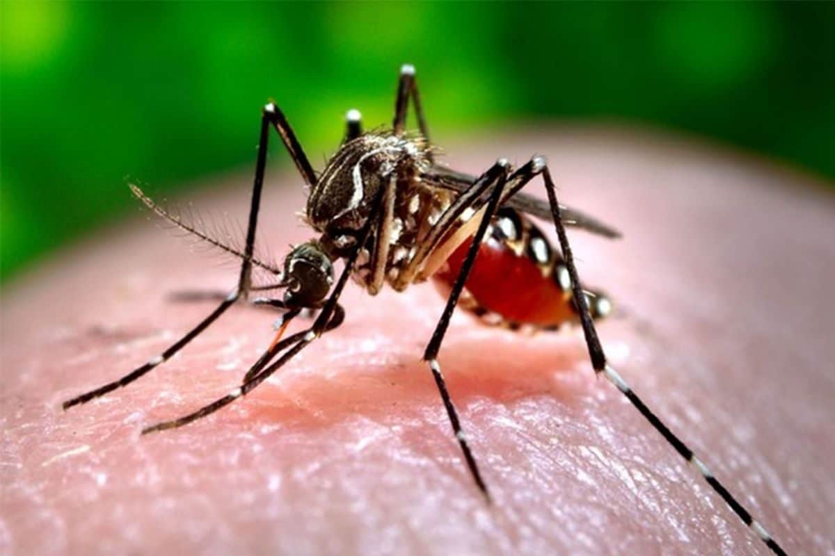 दुनिया की तबाही का एक और संकेत, इस देश में मच्छर मिलने से क्यों मचा हड़कंप?