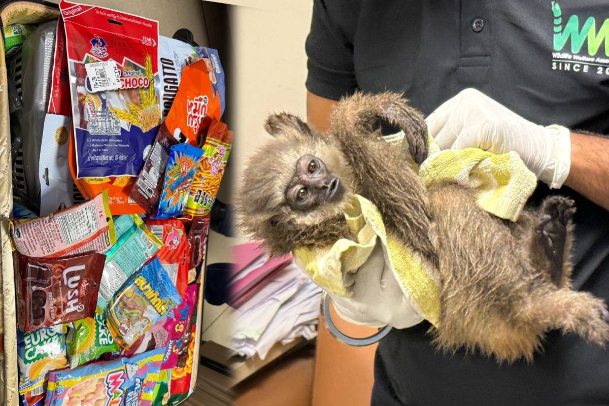 बैंकॉक से साहब लाए थे बैग जिसमें छिपी थी 2 जिंदगी एक ने तोड़ा दम दूसरी