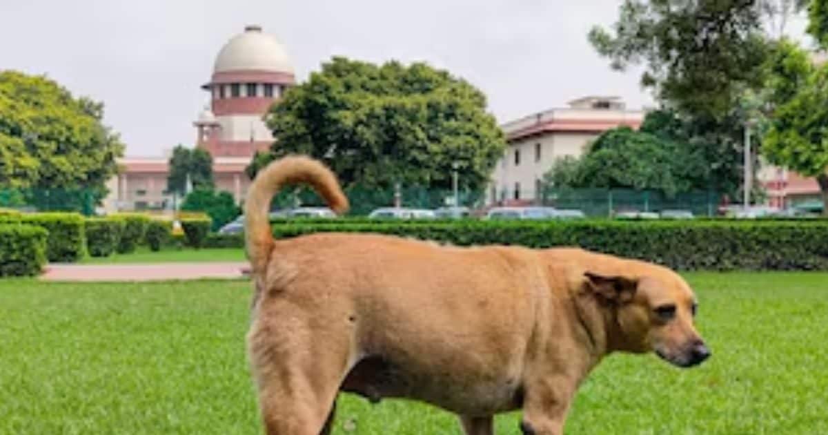 आवारा कुत्तों की वजह से देश की छवि हो रही खराब- सुप्रीम कोर्ट