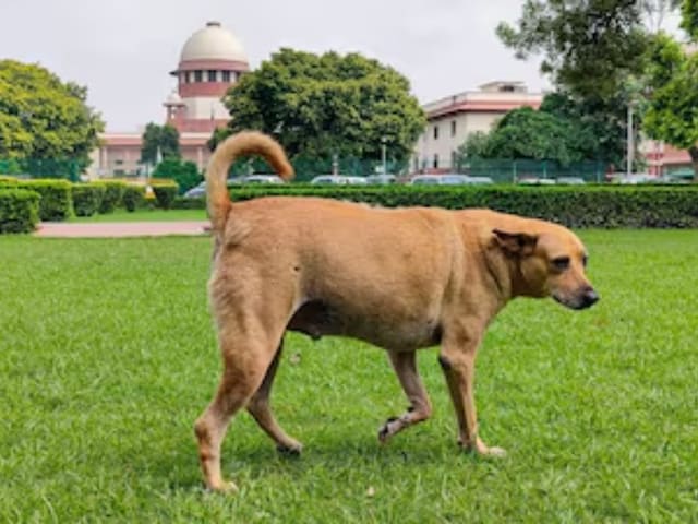 आवारा कुत्तों की वजह से देश की छवि हो रही खराब- सुप्रीम कोर्ट आवारा कुत्तों की वजह से देश की छवि हो रही खराब- सुप्रीम कोर्ट