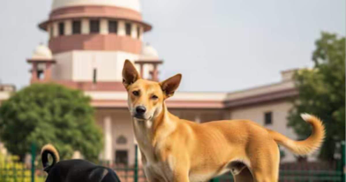 सड़क पर खेल रही बच्ची टूट पड़ा कुत्तों का झुंड...किया बुरी तरह घायल