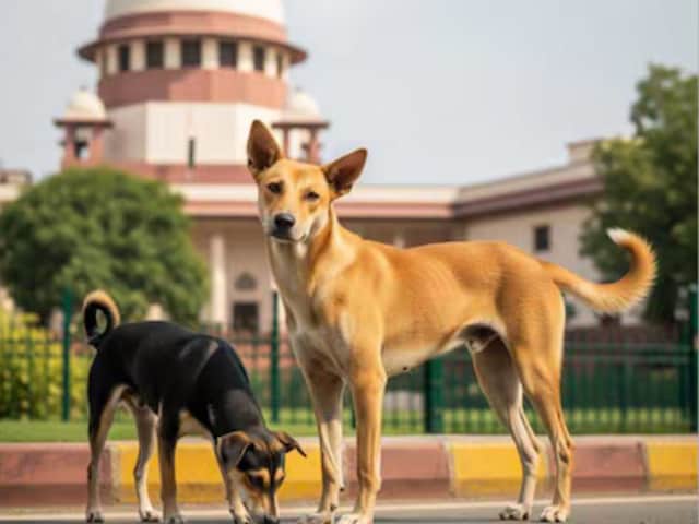 सड़क पर खेल रही बच्ची टूट पड़ा कुत्तों का झुंड...किया बुरी तरह घायल
