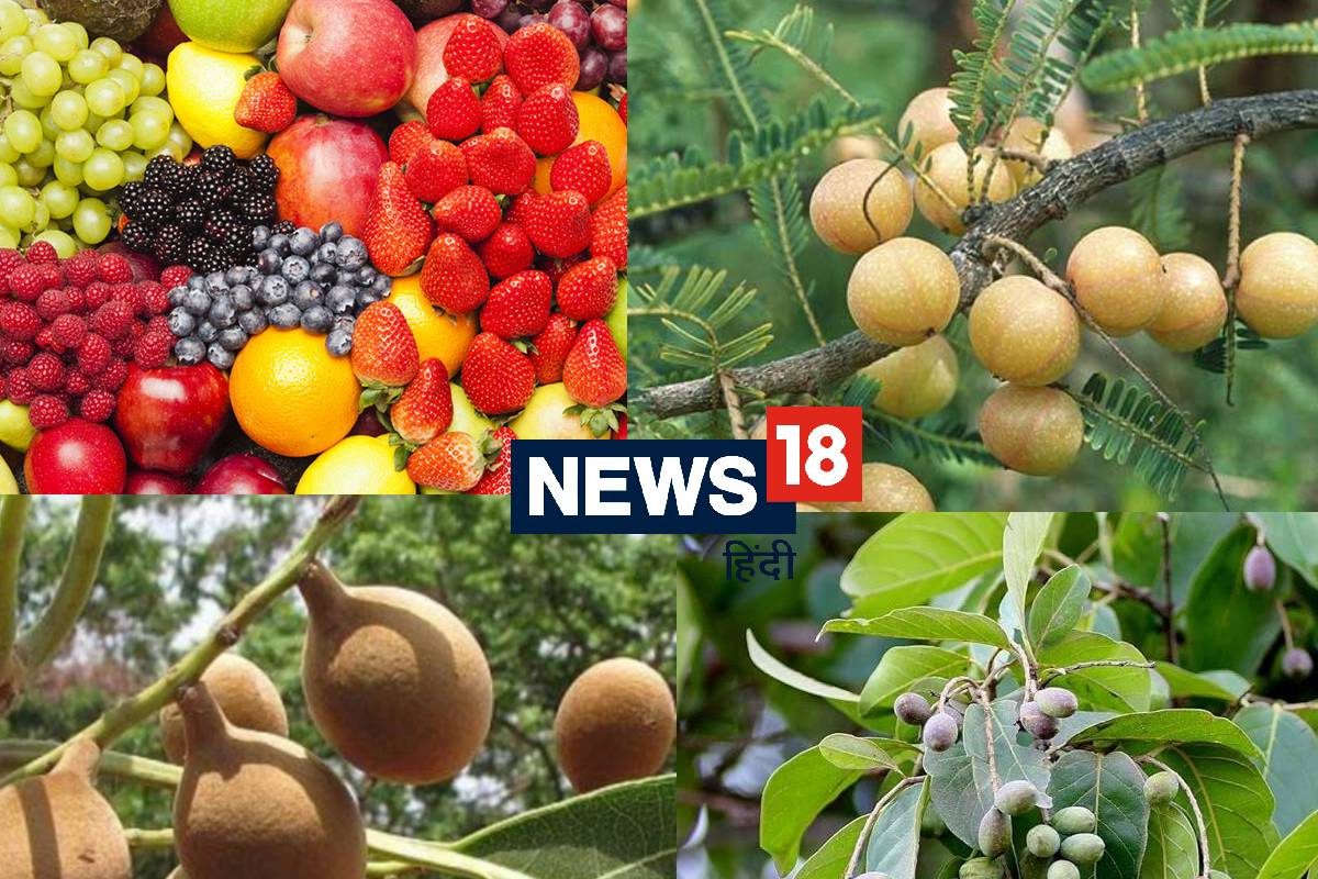 ये 3 फल हैं सबसे ताकतवर इनका पाउडर बीमारियों का बन जाता है काल एम्स के डॉक्ट