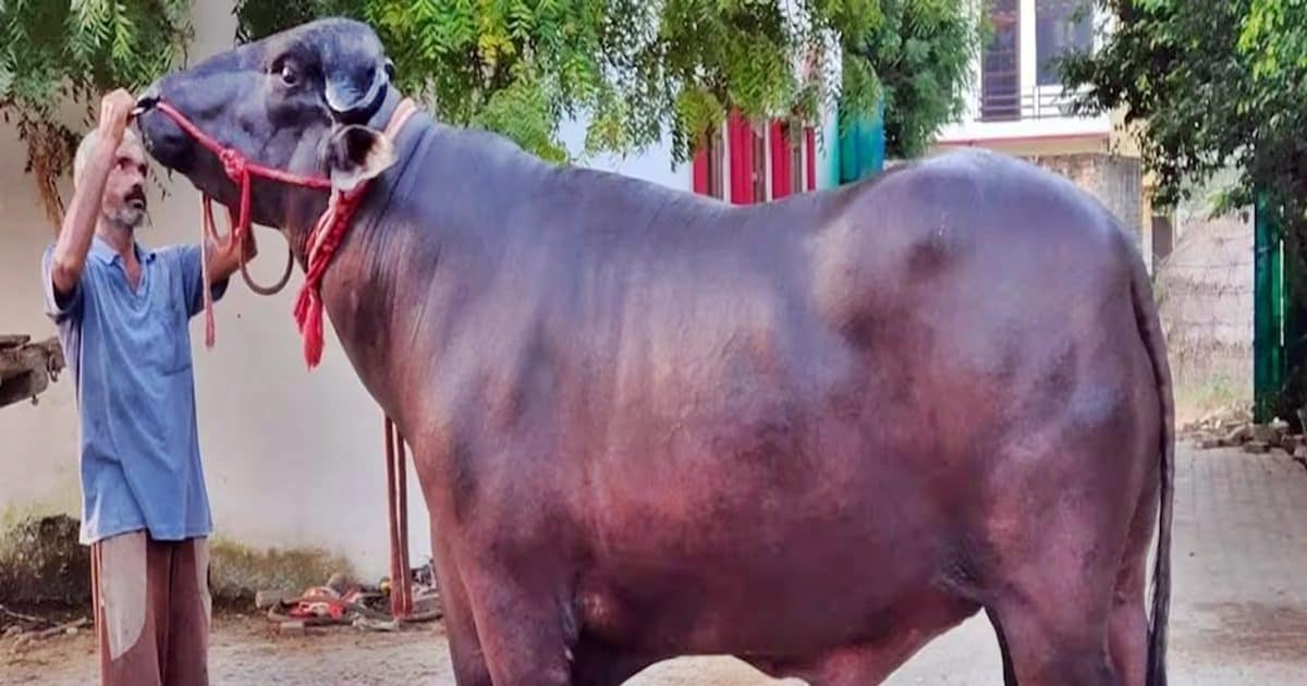 1500 किलो वजन, 9 फीट लंबाई...हरियाणा के मशहूर 9 करोड़ी झोटे युवराज का निधन
