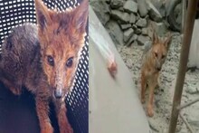 तीन महीने पिल्ला समझ पालता रहा खतरनाक जानवर, दांत देख उड़े होश
