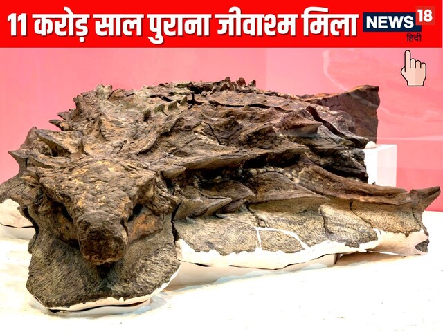 11 करोड़ साल पहले धरती पर रहता था ये जानवर, खुदाई के दौरान अचानक निकल आया