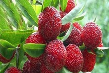 दुनिया का वो फल, जिसे नहीं उगा पाता कोई किसान! 'परियां' लगा देती हैं पौधा!