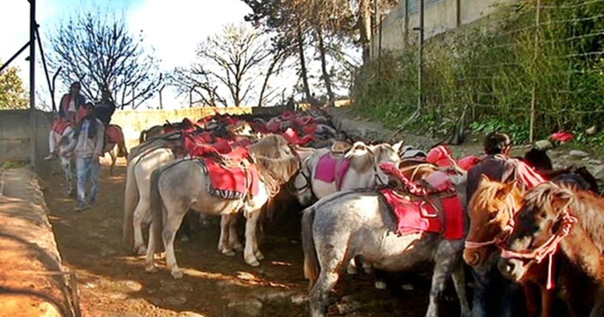 हिमाचल के रोहतांग की तरह चर्चित हिल स्टेशन कुफरी पर भी चला NGT का डंडा