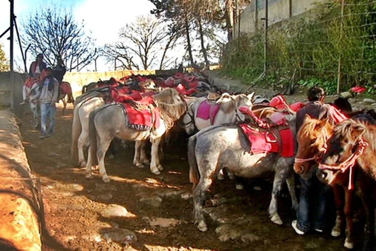 हिमाचल के रोहतांग की तरह चर्चित हिल स्टेशन कुफरी पर भी चला NGT का डंडा