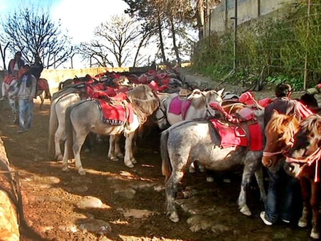 हिमाचल के रोहतांग की तरह चर्चित हिल स्टेशन कुफरी पर भी चला NGT का डंडा