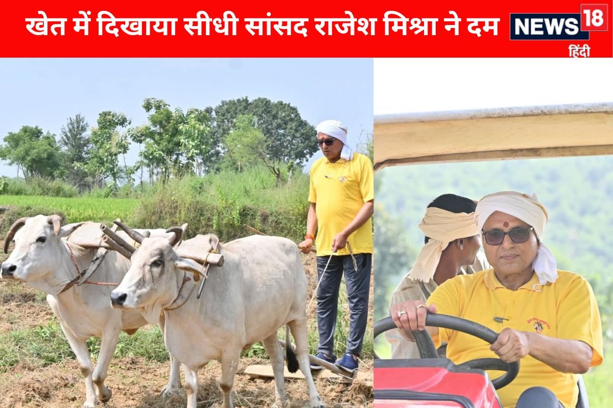 सिर पर बांध गमछा सांसद पहुंचे खेत हल और बैल से की जुताई Video Viral