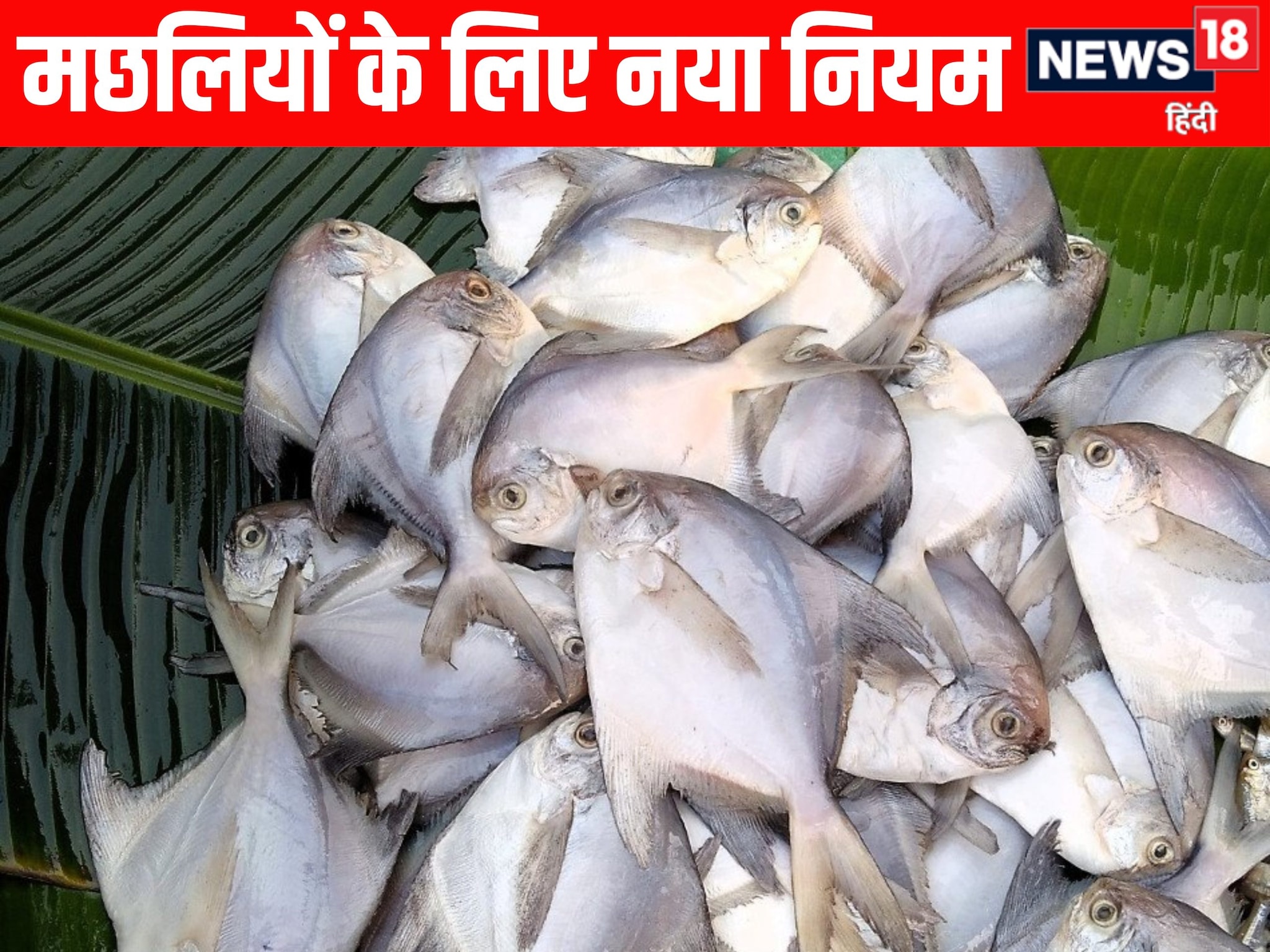 मछली बाजार में ध्यान से जाएं... सरकार ने बनाया नया नियम, वजह चौंकाने वाली