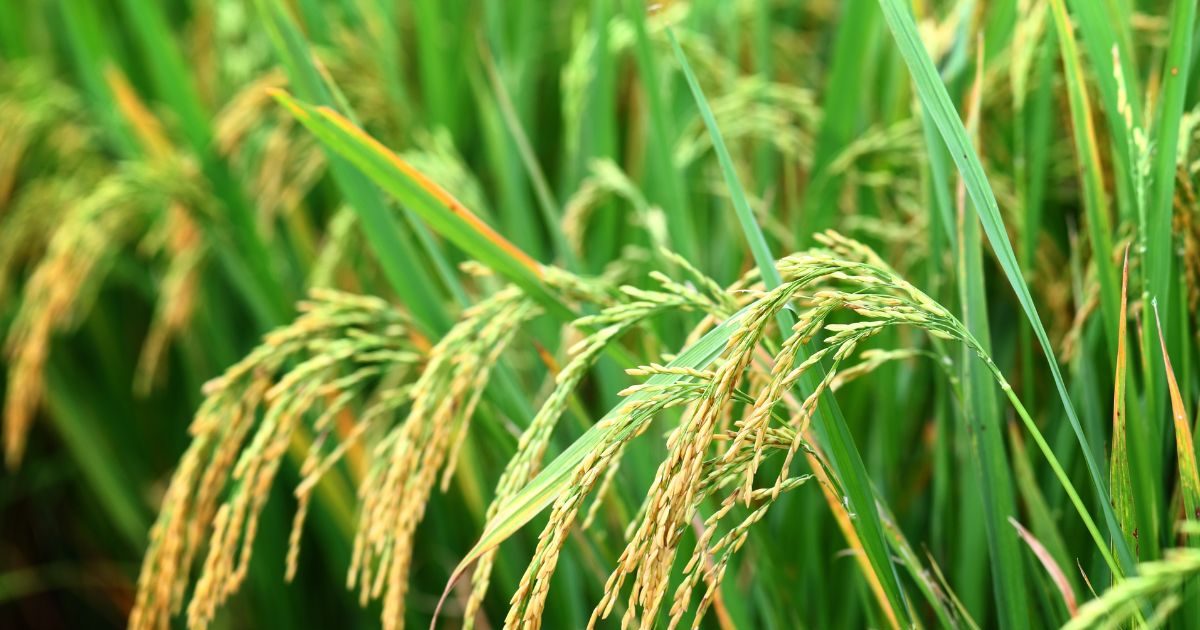 किसान औने-पौने दाम पर न बेचें धान, सरकार खुद आ गई खरीदने, कीमत भी ज्यादा