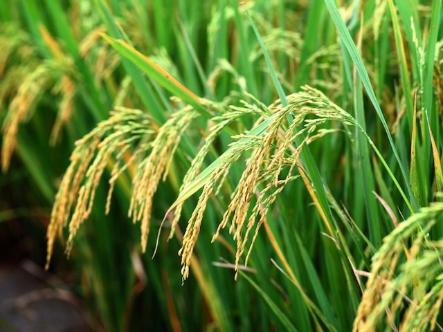 किसान औने-पौने दाम पर न बेचें धान, सरकार खुद आ गई खरीदने, कीमत भी ज्यादा किसान औने-पौने दाम पर न बेचें धान, सरकार खुद आ गई खरीदने, कीमत भी ज्यादा