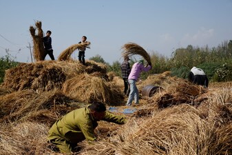 हरियाणा में किसानों को फसल नुकसान का भुगतान किया गया है. 