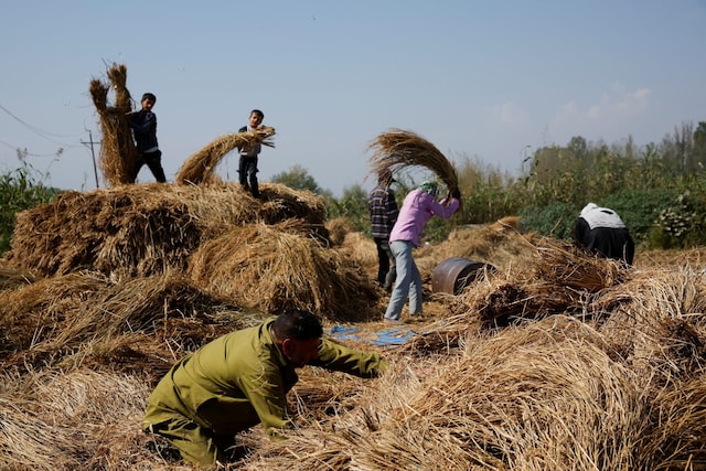 किसानों के साथ मजाक कर रहीं कंपनियां, फसल बीमा पर मिल रहा 1 रुपये का मुआवजा