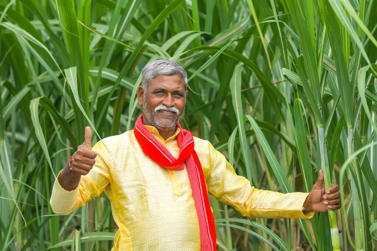 यूपी में गन्‍ना किसानों को मिलती है ज्‍यादा कीमत आंध्र प्रदेश में सबसे कम