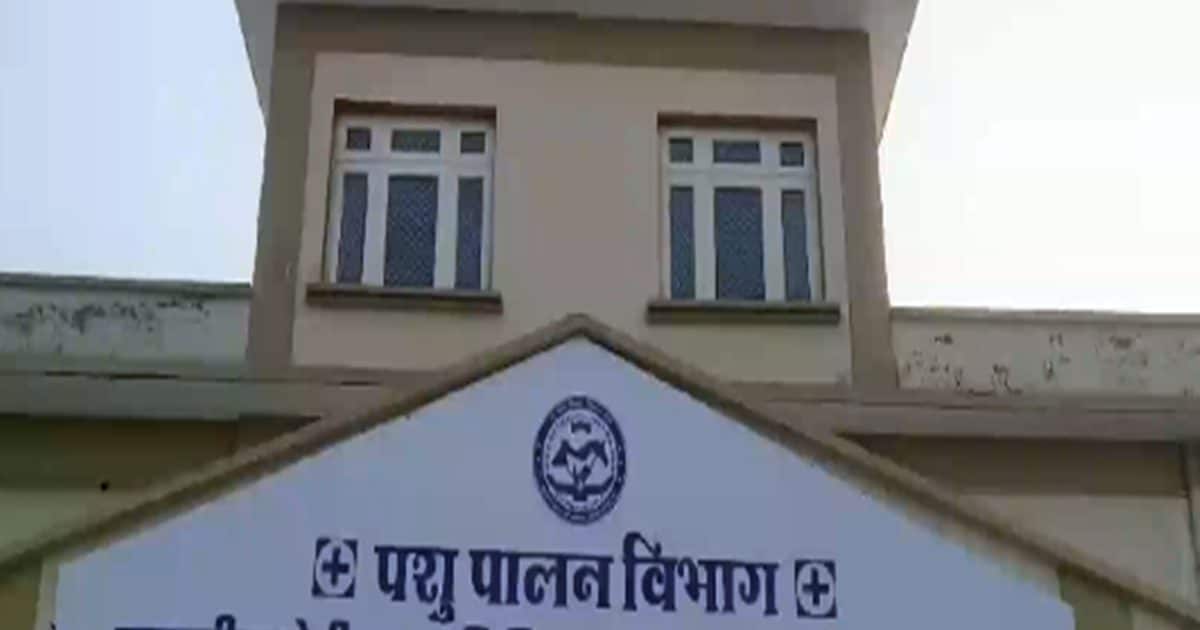 गाय के मुंह में फटा विस्फोटक, 4 घंटे के ऑपरेशन के बाद गोमाता को मिला नया जीवन