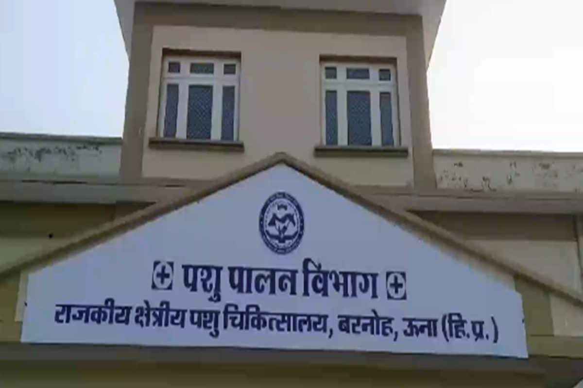 गाय के मुंह में फटा विस्फोटक 4 घंटे के ऑपरेशन के बाद गोमाता को मिला नया जीवन