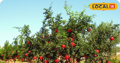 सर्दियों में अनार के पेड़ का ख्याल कैसे रखें 