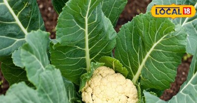 खेतों में पौधे तो अच्छे से बढ़ रहे हैं, पत्तियां भी हरी-भरी दिखाई दे रही हैं, लेकिन फूलगोभी का मुख्य हिस्सा यानी फूल या तो बन ही नहीं रहा या फिर बहुत छोटा रह जा रहा है. अगर आपके साथ भी ये दिक्कत है तो यहां एक्सपर्ट से समाधान जानें…