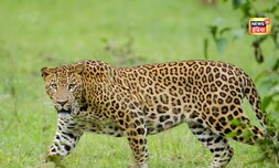 पुणे में तेंदुए का खौफ....लोगों का गुस्सा ...मासूम की मौत के बाद जली सरकारी गाड़ियां और ऑफिस