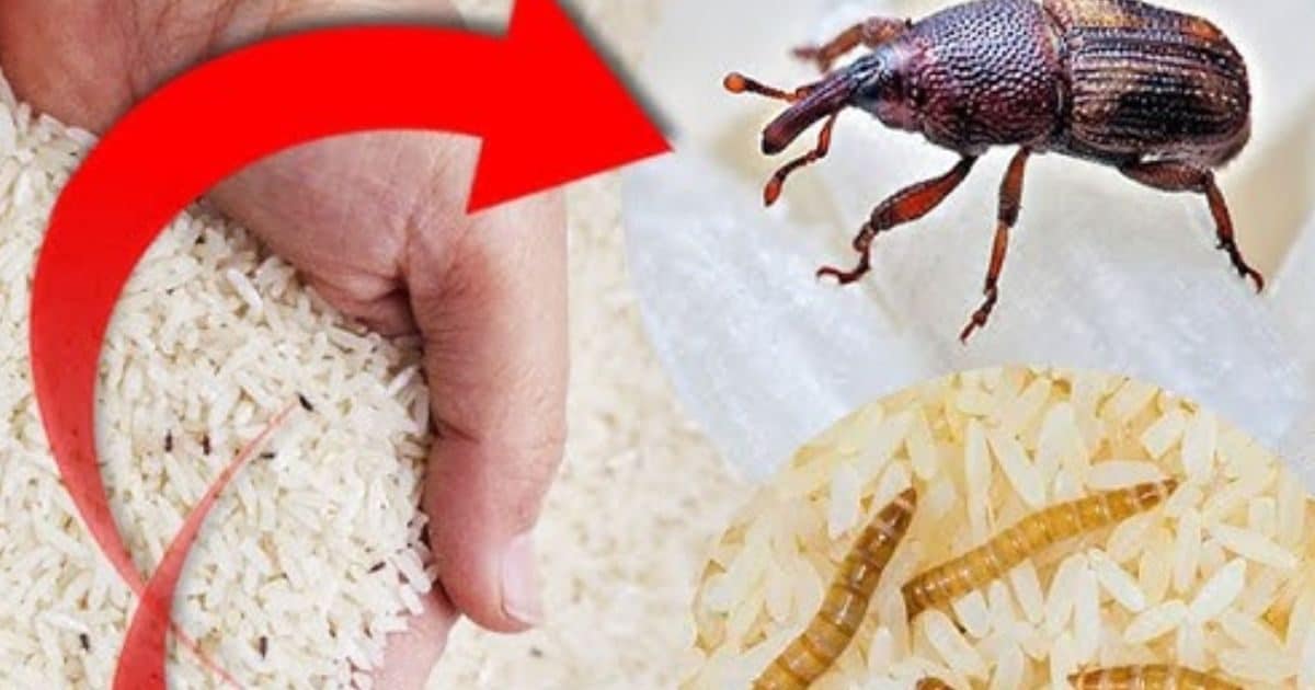 क्या आपके चावल में हो चुके हैं कीड़े? छुटकारा पाने के लिए करें ये 6 उपाय