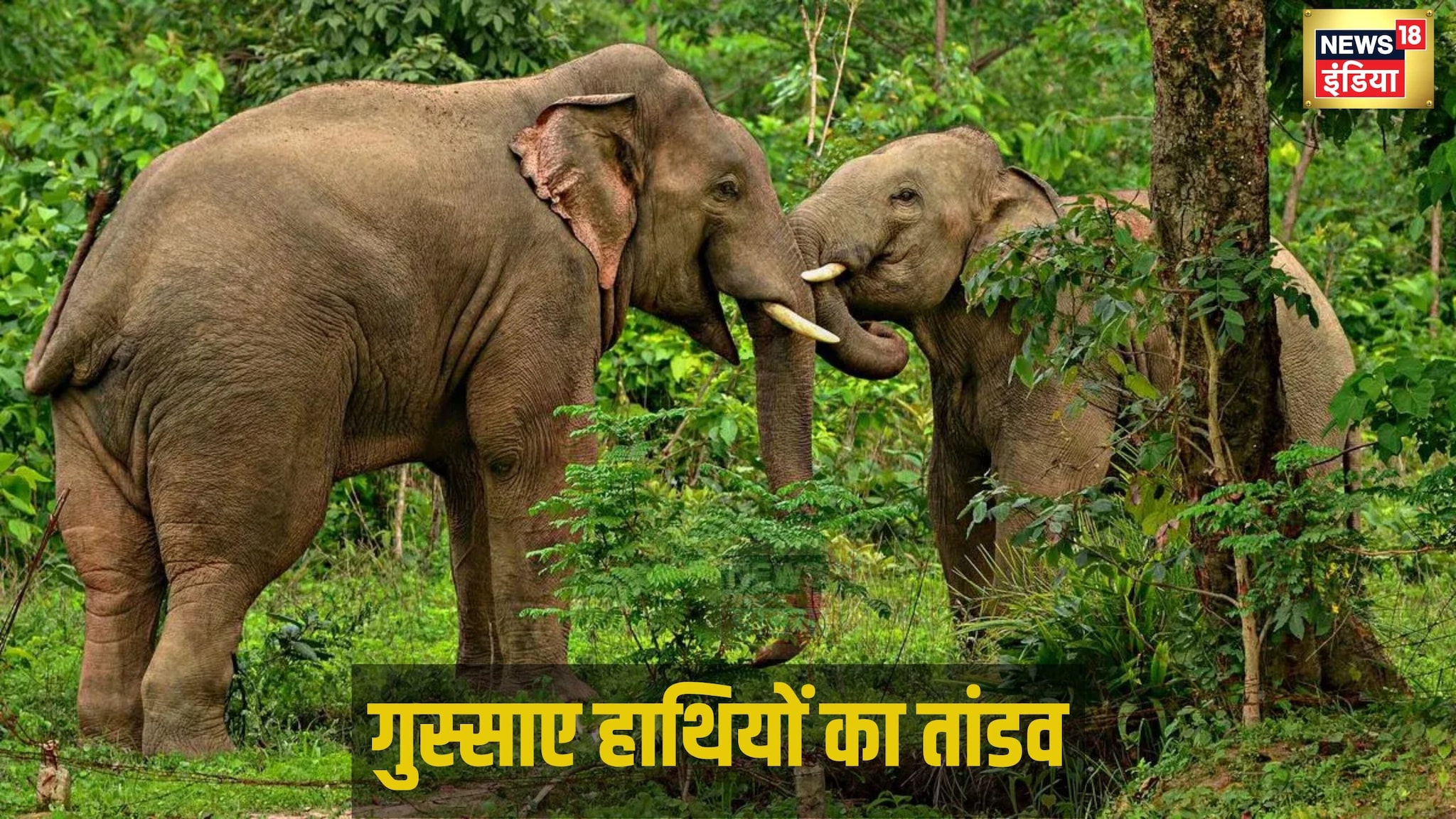 Morning News: फरीदाबाद छात्रा पर गोलीकांड का आरोपी अरेस्ट छत्तीसगढ़ में हाथियों का आतंक